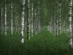 The tunnel (Christian Lindsten) - Muzeo.com