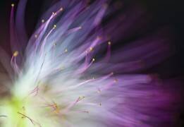 The Will-o-the-Wisp (Art Lionse) - Muzeo.com