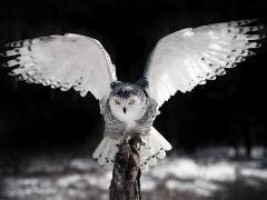 The Wings (Pinaki Bhattacharyya) - Muzeo.com