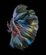 The Betta Fish (Andi Halil) - Muzeo.com