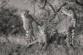 Three Cats (Jaco Marx) - Muzeo.com
