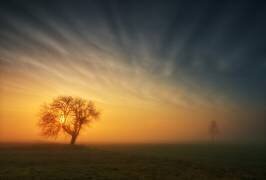 Tree (Krzysztof Browko) - Muzeo.com