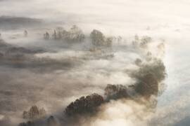 Trees in the fog (Marco Galimberti) - Muzeo.com