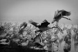 Trio (Ido Meirovich) - Muzeo.com