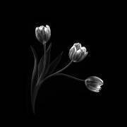 Trio (Sophie Pan) - Muzeo.com