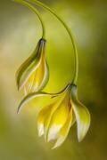 Tulipa (Mandy Disher) - Muzeo.com