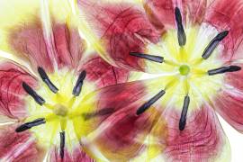 Tulips (Mandy Disher) - Muzeo.com