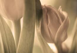 Tulips (Allan Wallberg) - Muzeo.com