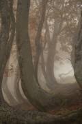 Twisted beeches (Roberto Marchegiani) - Muzeo.com