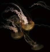 Underwater ballet (Robin Wechsler) - Muzeo.com