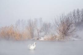 Untitled (UU) - Muzeo.com