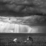 Valentine (John Fan) - Muzeo.com