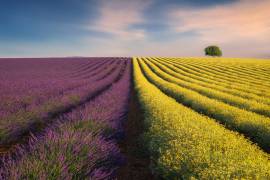 Violyellow (Ales Komovec) - Muzeo.com