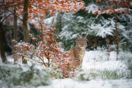 Waiting (Michaela Firesova) - Muzeo.com