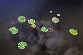 Water Lily (Bruno de Hogues) - Muzeo.com
