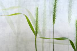 Wavy green (Greetje van Son) - Muzeo.com