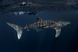 Whale Shark and Chaser (Young Feng) - Muzeo.com