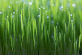 Wheat (Peter Krenek) - Muzeo.com