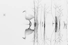 White (Zhecho Planinski) - Muzeo.com