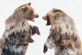 Wild Conflicts (Angyalosi Beata) - Muzeo.com
