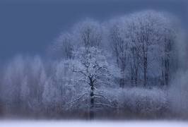 Winter (Allan Wallberg) - Muzeo.com