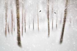 Winter Birches (Gustav Davidsson) - Muzeo.com