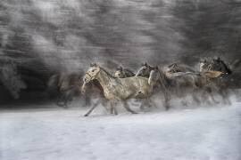 Winter joy (Milan Malovrh) - Muzeo.com