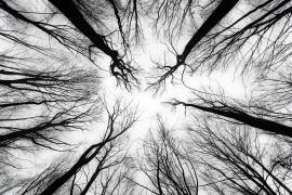 Witches (Michael) - Muzeo.com