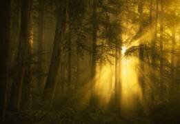 Yellow (Norbert Maier) - Muzeo.com