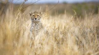 Young cheetah (Joan Gil Raga) - Muzeo.com