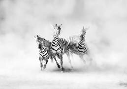 Zebras (Juan Luis Duran) - Muzeo.com