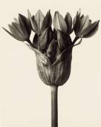 Allium ostrowskianum, Knoblauchpflanze (Karl Blossfeldt) - Muzeo.com