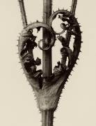 Dipsacus Laciniatus (Karl Blossfeldt) - Muzeo.com