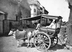 Bombay Hackerry (Francis Frith) - Muzeo.com