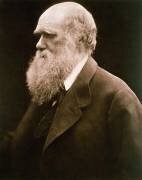 Charles Darwin (Julia Margaret Cameron) - Muzeo.com