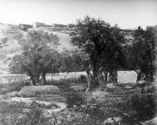 Gethsemane (Felice Beato) - Muzeo.com