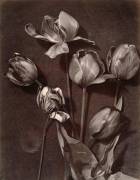 Tulipes (Charles Aubry) - Muzeo.com