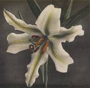 Lily (Ogawa Kazumasa) - Muzeo.com