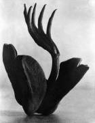 Flor de Manita (Tina Modotti) - Muzeo.com