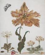 A Parrot Tulip (Maria Sibylla Graff Merian) - Muzeo.com