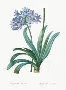 Agapanthus umbrellatus (Pierre Joseph Redouté) - Muzeo.com