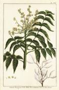 Ailanthus altissima (anonymous) - Muzeo.com