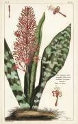 Aloe guinensis (Dupin) - Muzeo.com