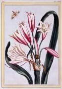 Amaryllis (Pierre-Joseph Buchoz) - Muzeo.com