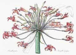 Amaryllis Josephina (Pierre Joseph Redouté) - Muzeo.com