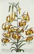 American Turkscap Lily (Georg Dionysius Ehret) - Muzeo.com
