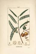 Amla (Pierre Jean Francois Turpin) - Muzeo.com