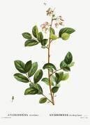 Andromeda mariana (Pierre Joseph Redouté) - Muzeo.com