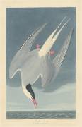 Arctic Tern (John James Audubon) - Muzeo.com