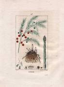 Asperge (Pierre Jean Francois Turpin) - Muzeo.com